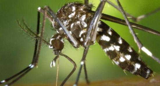 Special Dengue Prevention Programme Begins Today